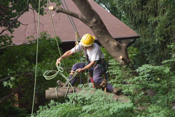 How Our Tree Care Process Works  in  Pomona, NJ